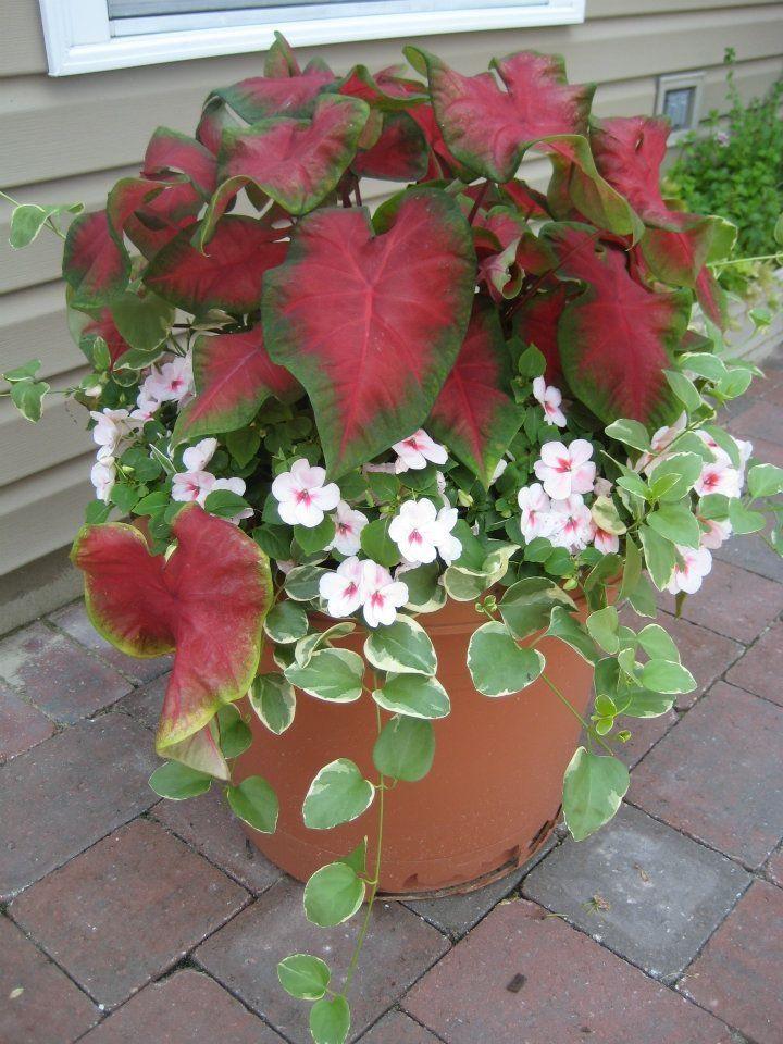 Ideas and Tips for Container Planters Whitehouse Landscaping